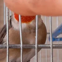 سهره نر چارگل کراواتی