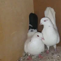 8عدد کبوتر