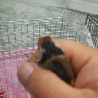 سهره ماده|پرنده|اهواز, طالقانی|دیوار