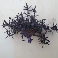 گل یشم گل عبایی با گلدان بزرگ وگلدان سفالی دیواری|گل و گیاه طبیعی|رشت, توشیبا|دیوار