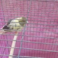 ابلق فری و سرخ.دوتا شون هم ماده است.الکی پیام ندین|پرنده|اسفراین, |دیوار