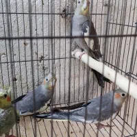 ۴عدد جوجه عروس دونه خور|پرنده|رشت, بازار|دیوار