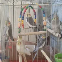 معاوضه عروس هلندی  با مرغ وخروس و بوقلمو