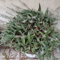 انواع گلهای زیبا