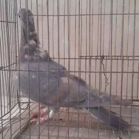 سیمونی|پرنده|اصفهان, شاه پسند|دیوار