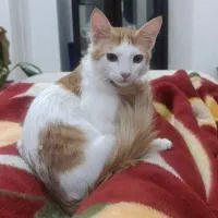 واگذاری گربه