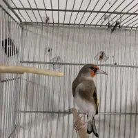 سهره دورگ قد قواره دار شیرازی|پرنده|ری, صفاییه (چشمه علی)|دیوار