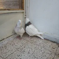 کفتر|پرنده|آیسک, |دیوار