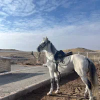 اسب کرد۷ساله