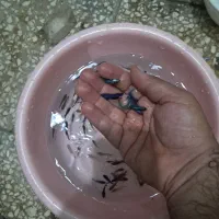 ماهی فایتر انواع نژاد از یک بند تا مولد|ماهی|اصفهان, احمدآباد|دیوار