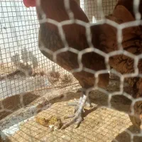 مرغ و خروس مینیاتوری