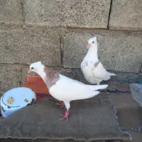 کبوتر