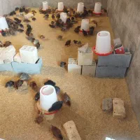 فروش جوجه دو رگه گلپایگانی