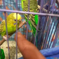 جفت مرغ عشق|پرنده|شیراز, شهرک گلستان|دیوار