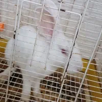 خرگوش چشم رنگی|موش و خرگوش|بندرعباس, |دیوار