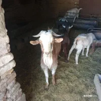 سلام تعدادی بز وکره