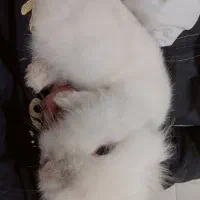 خرگوش لوپ سفید