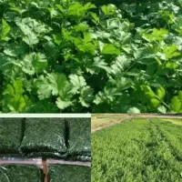 سبزی رامهرمز|خوردنی و آشامیدنی|رامهرمز, |دیوار