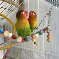 کوتوله برزیلی|پرنده|سهند, |دیوار