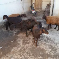 5عددگوسفندبره دار