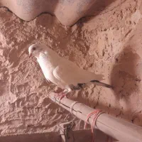 کفتر تهرانی|پرنده|پاکدشت, حصار امیر|دیوار