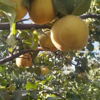 به تازه خرید از کشاورز کیلو 50|خوردنی و آشامیدنی|خانمیرزا, |دیوار