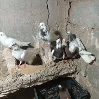 کبوتر|پرنده|میناب, |دیوار