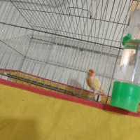 قناری شلاقی