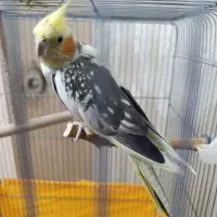 عروس هلندی گمشده
