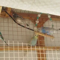 مرغ عشق|پرنده|قلعه نو, |دیوار