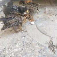 ۴عدد جوجه گلین لری