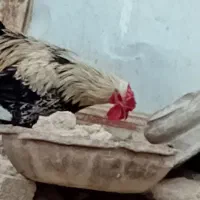 مرغ و خروس محلی اصل|حیوانات مزرعه|کوه چنار, |دیوار