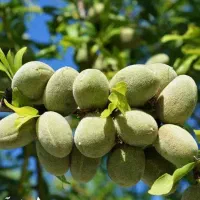 ارائه نهال بادام مامایی یکساله به قیمت ۵۰ ت|خدمات باغبانی و درختکاری|بدره, |دیوار