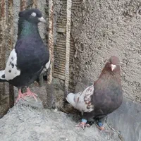 سینه دورنگ