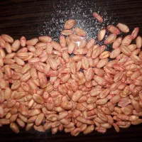 گندم بذری طلایی