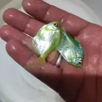 کالر تیراژ  1 سانت تا 6 سانتی