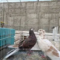 کفتر دهنجور