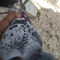 دوعدد کبوتر پلاکی|پرنده|آبادان, |دیوار