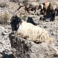 دوبر چپش دوبر بز|حیوانات مزرعه|فلارد, |دیوار