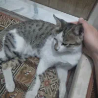 گربه خانگی دستی واگذار رایگان