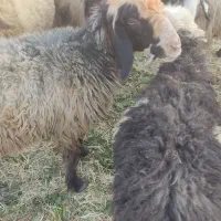 شیشک فروشی|حیوانات مزرعه|پاسارگاد, |دیوار