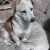 دو سگ پیدا شده|سگ|گلبهار, شهر جدید گلبهار|دیوار