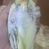 جوجه عروس دوکت زعفرانی لوتینوسرلاکی|پرنده|شیراز, شهرک رضوان|دیوار