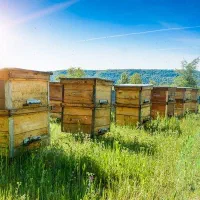فروش عسل طبیعی و ژل رویال و کَرده طبیعی