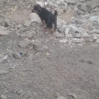 سگ پا کوتاه