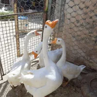 تخم قو غاز گردن ماری