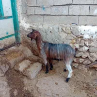 ۱عددبز جوان کویر گوشتی برای قربانی وزن ۳۵کیلو