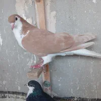 دو تا کبوتر هر دو ماده بشرط تخم فقط ۵۰۰ تومان