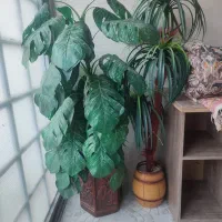 فروش گل تزئینی