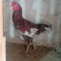 مرغ و خروس لاری